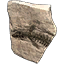Fossil, Giant Fish Head