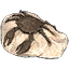 Fossil, Mudcrab