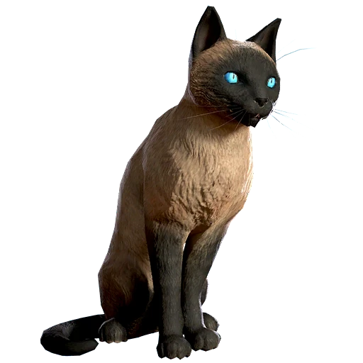 Siamese Cat