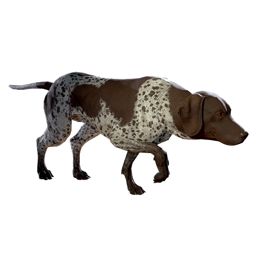 Охотничья собака