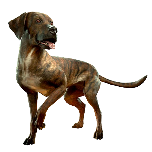 Plott Hound