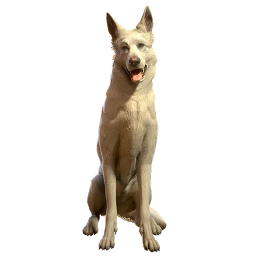 Белая овчарка