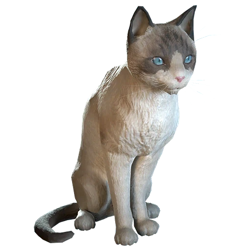 Кошка породы рэгдолл