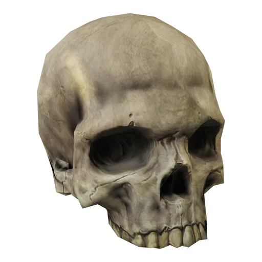 Части скелета